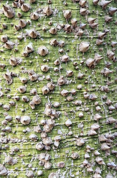  - 2024 Gradina botanica Cagliari