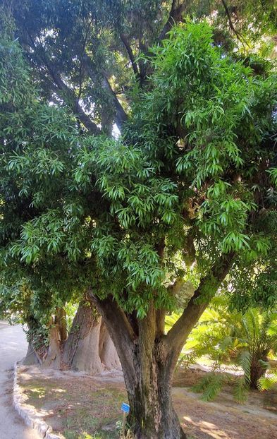  - 2024 Gradina botanica Cagliari