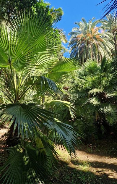  - 2024 Gradina botanica Cagliari