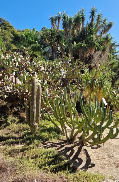  - 2024 Gradina botanica Cagliari