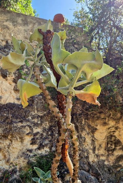  - 2024 Gradina botanica Cagliari