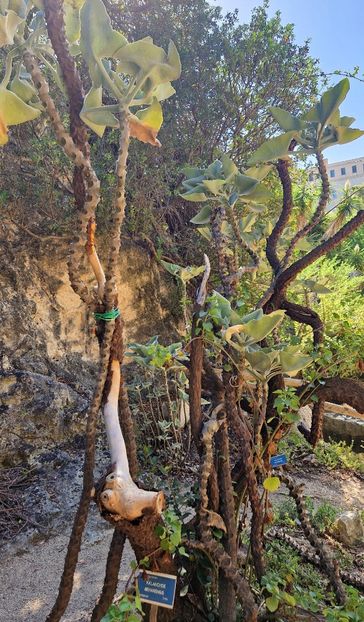  - 2024 Gradina botanica Cagliari