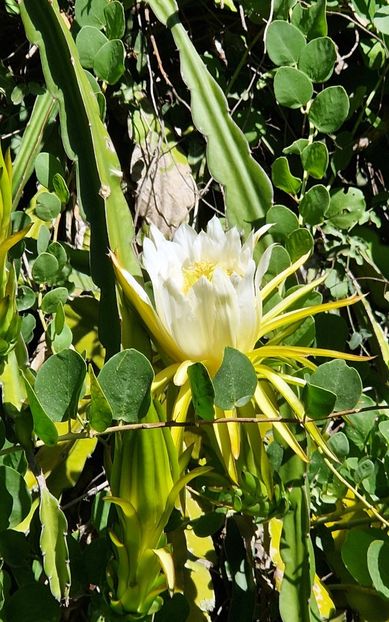  - 2024 Gradina botanica Cagliari