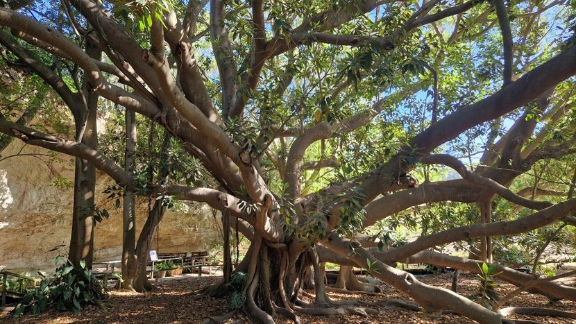  - 2024 Gradina botanica Cagliari