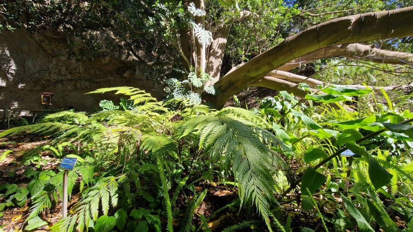  - 2024 Gradina botanica Cagliari