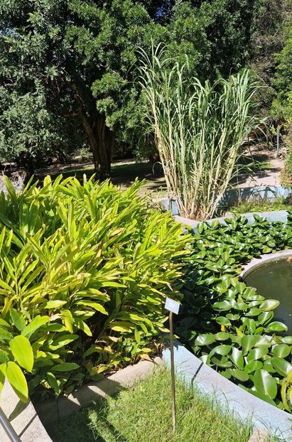  - 2024 Gradina botanica Cagliari