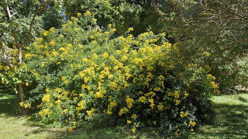  - 2024 Gradina botanica Cagliari