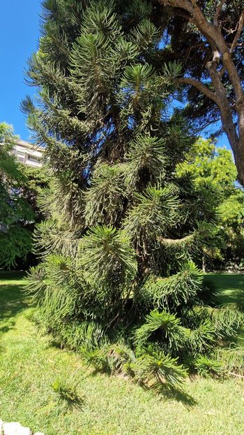  - 2024 Gradina botanica Cagliari