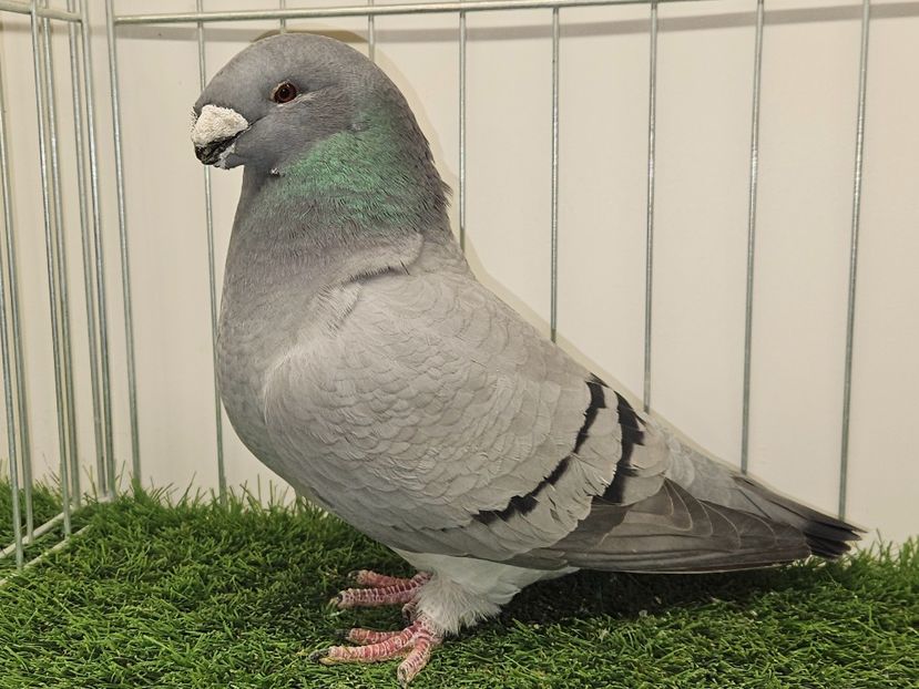 FEMELA USA 2021 - NPA 2018 - ROBERT CORRALES - MATCA FEMELE ASR 2025