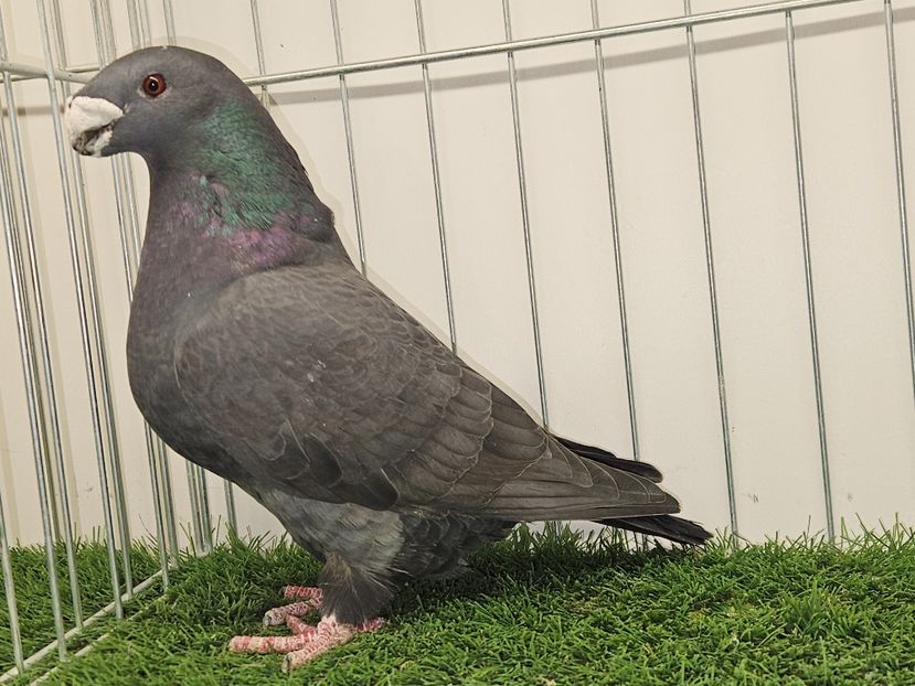 FEMELĂ UK 22 - 2717 - MATCA FEMELE ASR 2025