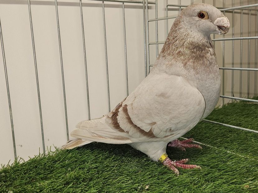 FEMELĂ  RO 23 - 9517 - MATCA FEMELE ASR 2025