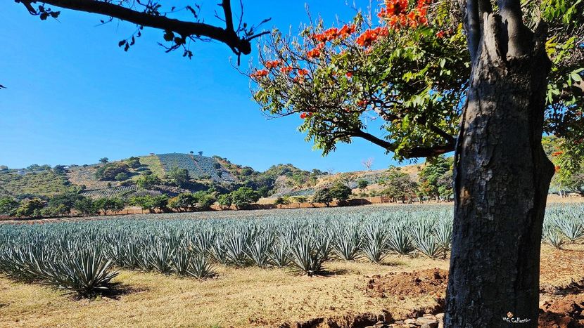 AGAVE FARM 1 - --- MEXICO
