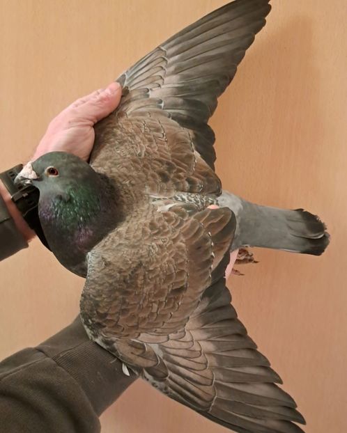  - Nu îmi aparțin 8