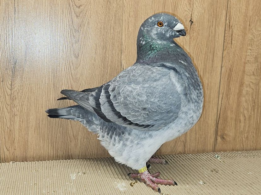 FEMELĂ 2023 - 1033 - MATCA FEMELE AGH 2025