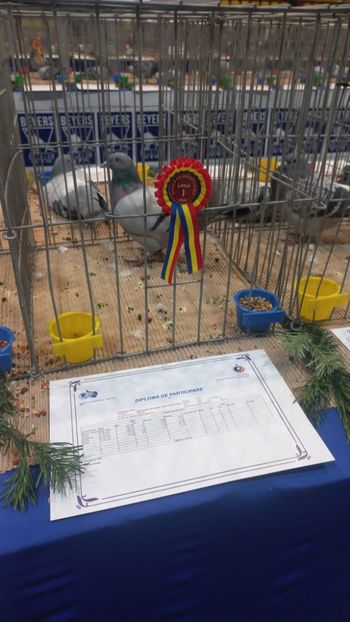 IMG-20241221-WA0007 - 21-12-2024-EXPOZITIE PROVINCIALA OLTENIA-MUNTENIA-COLUMBA CARACAL