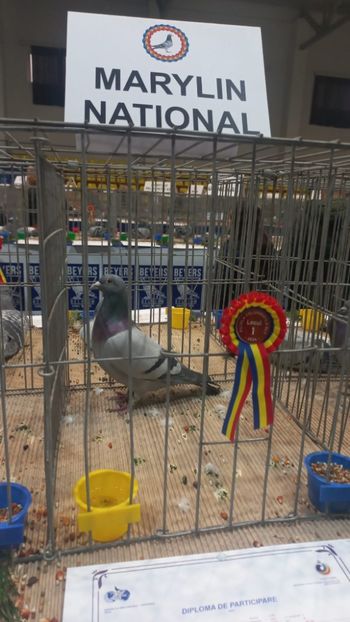 IMG-20241221-WA0008 - 21-12-2024-EXPOZITIE PROVINCIALA OLTENIA-MUNTENIA-COLUMBA CARACAL