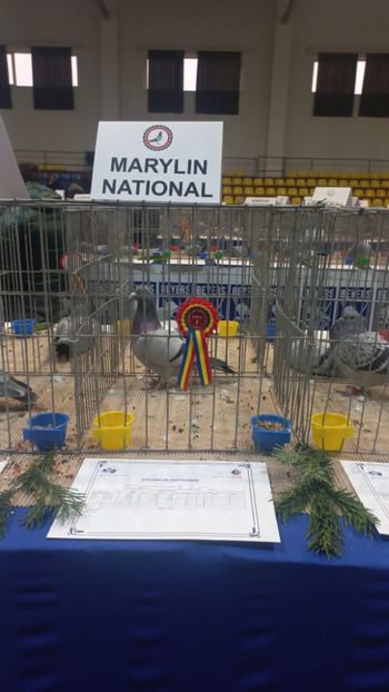 IMG-20241221-WA0009 - 21-12-2024-EXPOZITIE PROVINCIALA OLTENIA-MUNTENIA-COLUMBA CARACAL