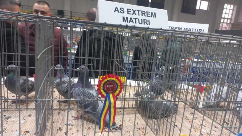 IMG-20241221-WA0014 - 21-12-2024-EXPOZITIE PROVINCIALA OLTENIA-MUNTENIA-COLUMBA CARACAL