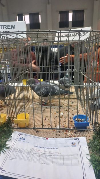 IMG-20241221-WA0016 - 21-12-2024-EXPOZITIE PROVINCIALA OLTENIA-MUNTENIA-COLUMBA CARACAL