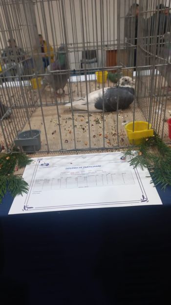 IMG-20241221-WA0018 - 21-12-2024-EXPOZITIE PROVINCIALA OLTENIA-MUNTENIA-COLUMBA CARACAL