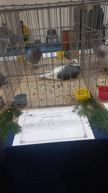 IMG-20241221-WA0019 - 21-12-2024-EXPOZITIE PROVINCIALA OLTENIA-MUNTENIA-COLUMBA CARACAL