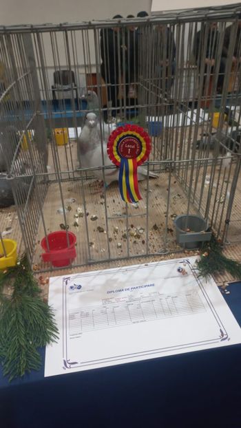 IMG-20241221-WA0021 - 21-12-2024-EXPOZITIE PROVINCIALA OLTENIA-MUNTENIA-COLUMBA CARACAL