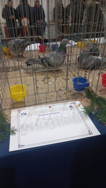 IMG-20241221-WA0022 - 21-12-2024-EXPOZITIE PROVINCIALA OLTENIA-MUNTENIA-COLUMBA CARACAL