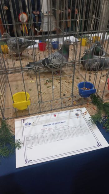 IMG-20241221-WA0023 - 21-12-2024-EXPOZITIE PROVINCIALA OLTENIA-MUNTENIA-COLUMBA CARACAL