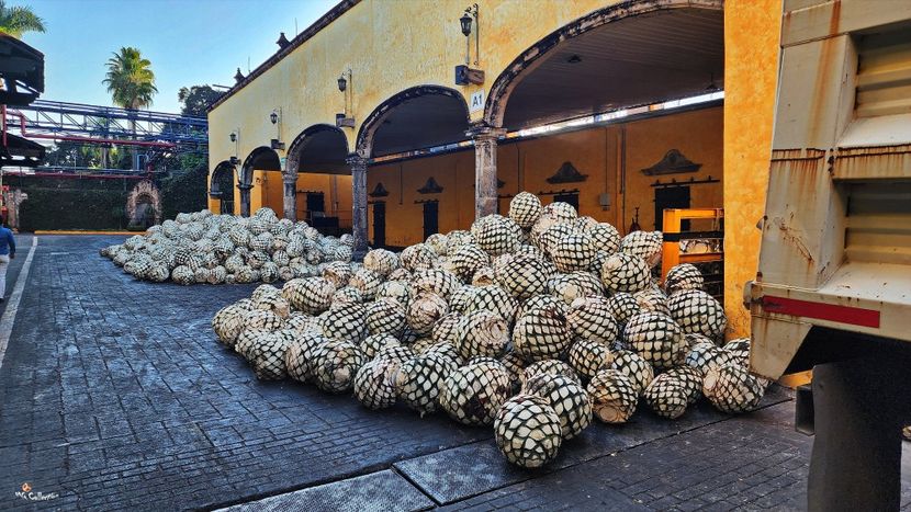 AGAVE Fruits for Tequila Preparation 4 - --- MEXICO