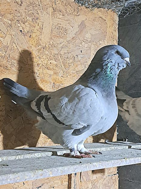  - Porumbei standard