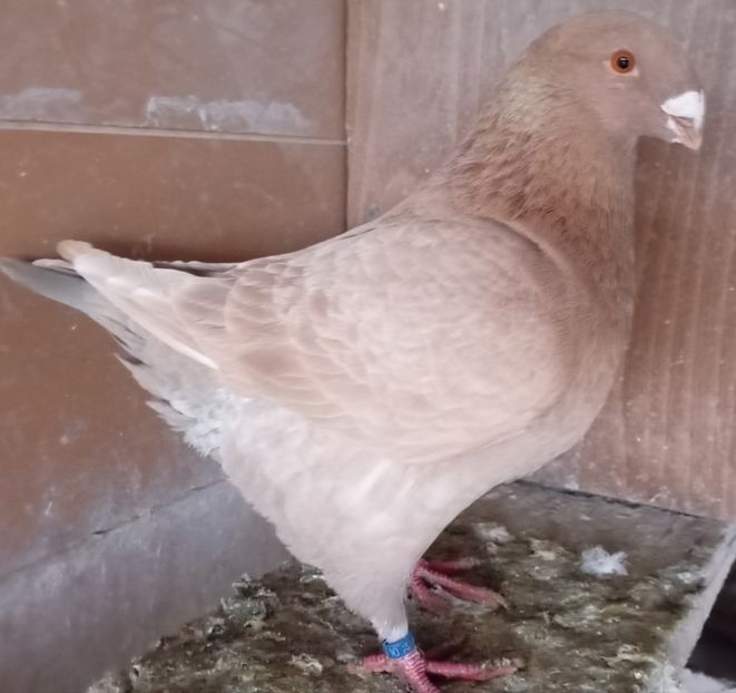 M 2024 - AGH PENTRU 2025