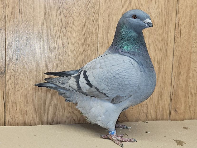 FEMELĂ 2024 - 5040 - MATCA FEMELE AGH 2025