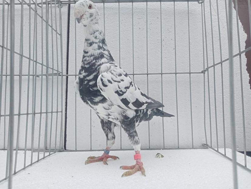  - voiajori germani de frumusete DE VINZARE