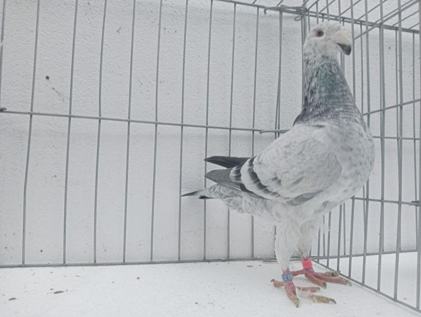  - voiajori germani de frumusete DE VINZARE