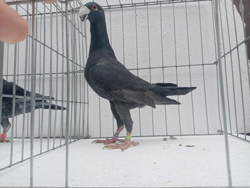  - voiajori germani de frumusete DE VINZARE