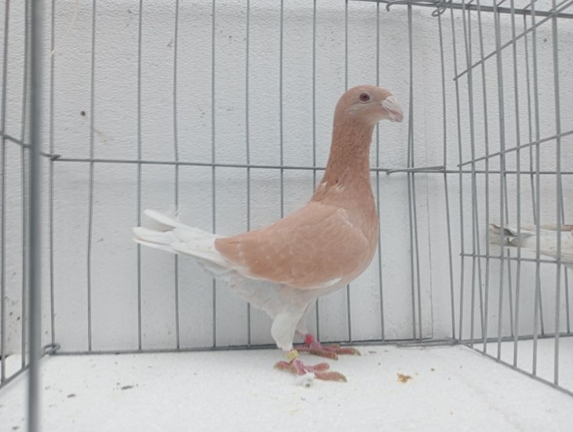  - voiajori germani de frumusete DE VINZARE