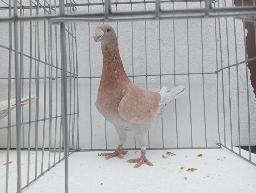  - voiajori germani de frumusete DE VINZARE