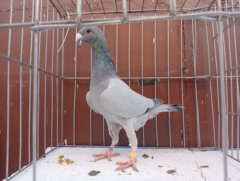  - voiajori germani de frumusete DE VINZARE