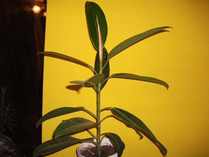 ficus pui - Ficusi