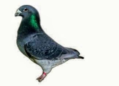 Screenshot_20241222-194146~4 - 000000altceva