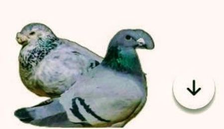 Screenshot_20241222-194121~2 - 000000altceva