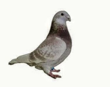 Screenshot_20241222-194102~2 - 000000altceva