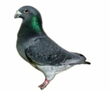 Screenshot_20241222-194052~3 - 000000altceva