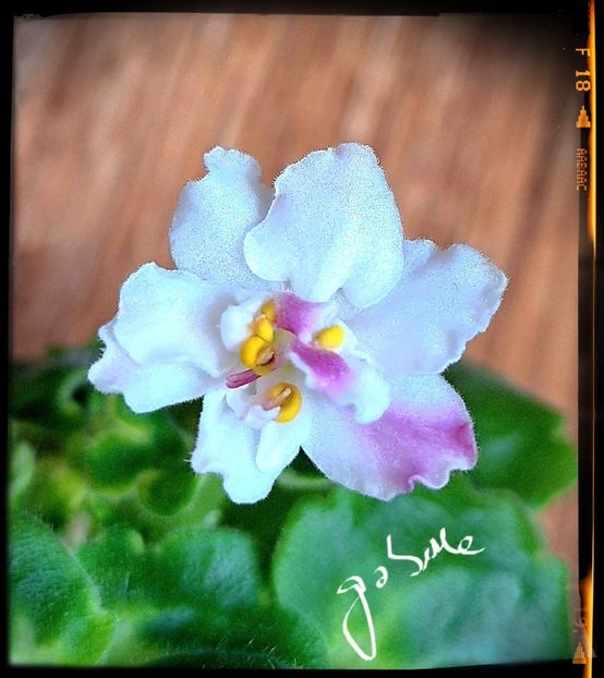 AV Yaponskaya Vishnia - A Violete mini si semimini