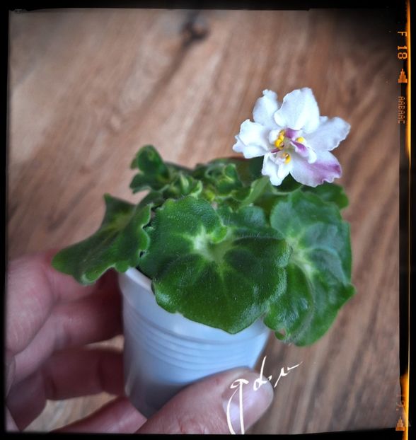 AV Yaponskaya Vishnia - A Violete mini si semimini