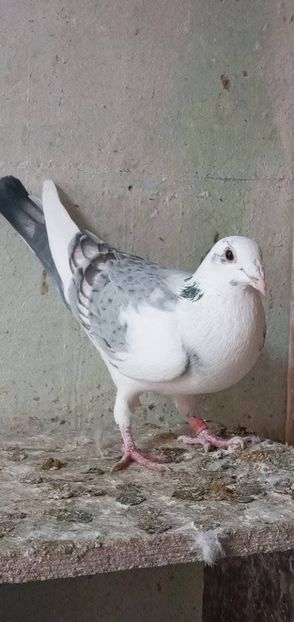  - Nu îmi aparțin 8