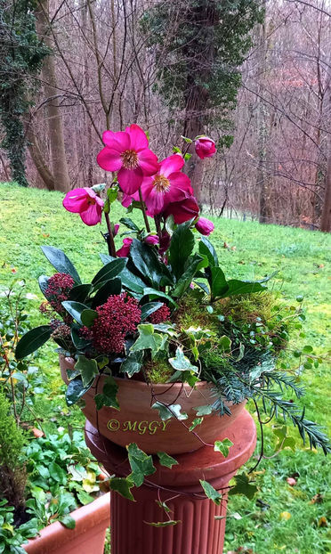 © - Helleborus - Spanz