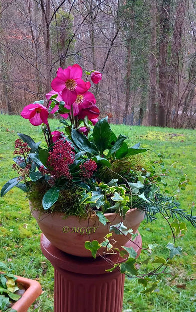 © - Helleborus - Spanz