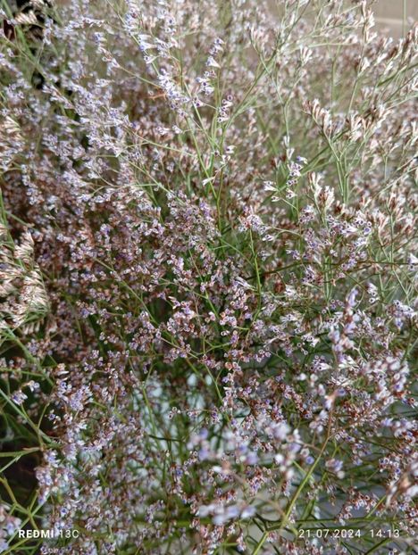 8f883d6b-5b46-48ba-b3ae-21fde013716d-1_all_5239 - Amintiri paie capuri imortele gonfrena limonium și Tatar2024