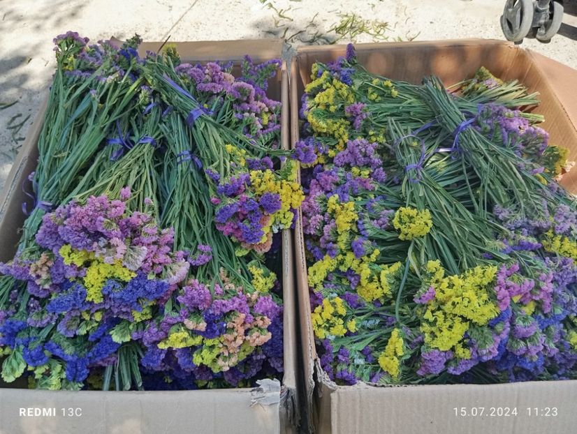 8f883d6b-5b46-48ba-b3ae-21fde013716d-1_all_5155 - Amintiri paie capuri imortele gonfrena limonium și Tatar2024